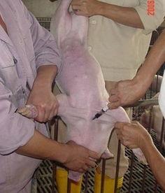 成人肱静脉采血操作视频,成人肱静脉采血操作步骤详解